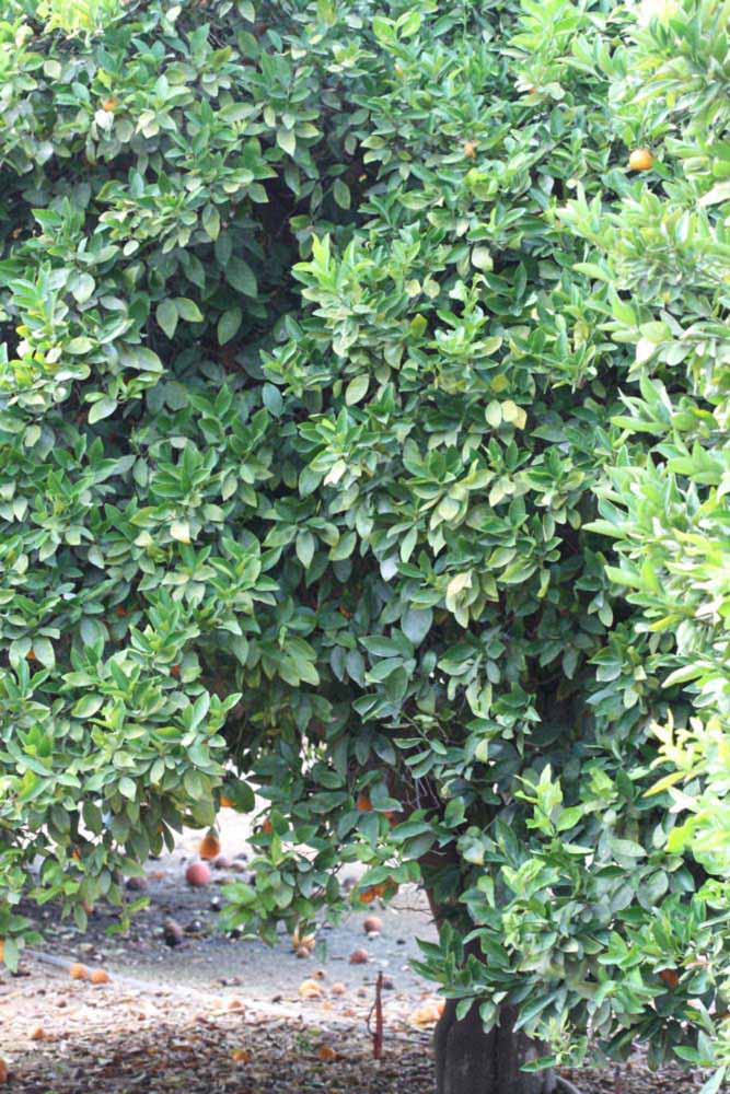              Habit (Riverside, CA)       